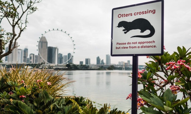 Otter erobern Singapur