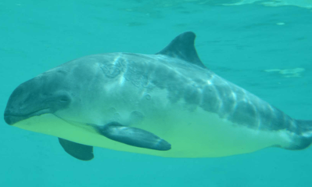 Besserer Schutz für den Schweinswal in der Ostsee
