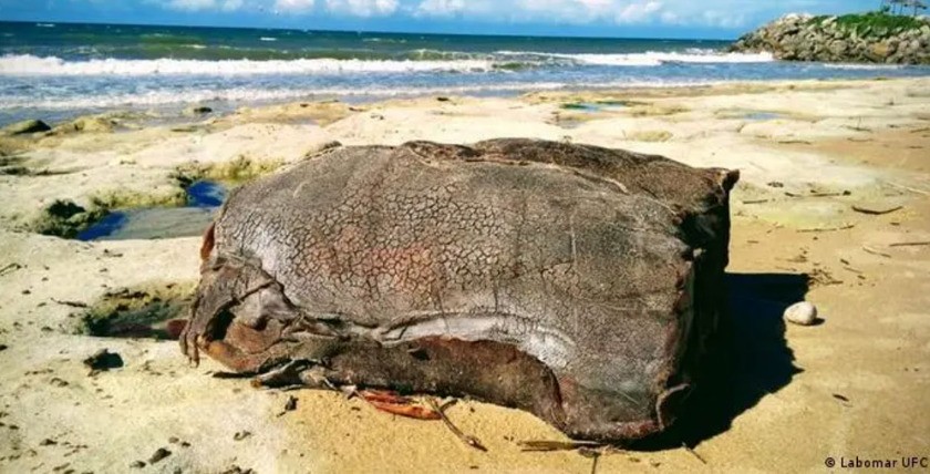 Kautschukblock, brasilianische Küste. Foto: Labomar UFC