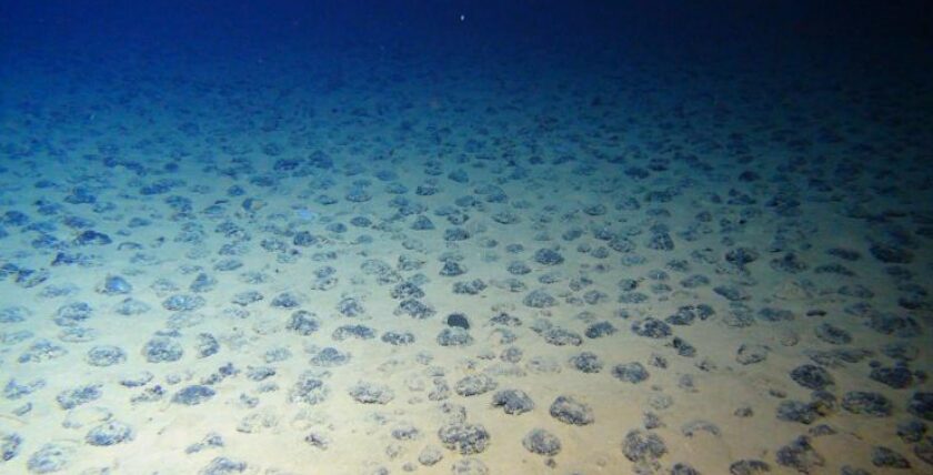 Picture: Untouched seabed with manganese nodules. Photo: ROV team, GEOMAR