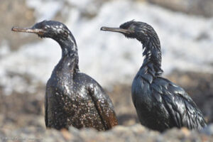 Betroffene Vögel nach einer Ölkatastrophe. Foto: Mikhail Pyzhov / Greenpeace