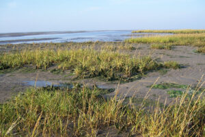 Salt marsh and tidal flat on Spiekeroog's Inselwatt. Photo: Jürgen Howaldt / CC BY-SA 2.0
