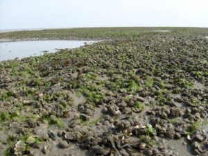 Mussel bank with mussels, Pacific oysters and cockles on Schiermonnikoog (NL). Photo: Sonty567 / Public domain