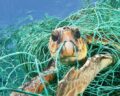Turtle caught in a net in the Mediterranean, photo: WWF/Jordi Chias