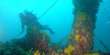 Deck and mast overgrown with yellow sponges, photo: Archiv Nehring