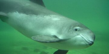 The harbour porpoise is on the red list of critically endangered species. (Photo: ITAW /PWC)