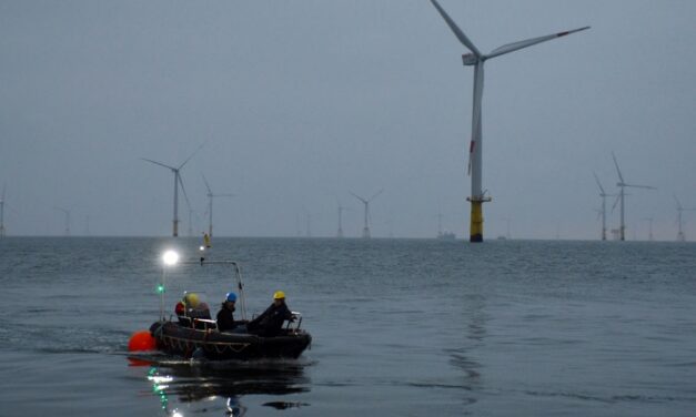 Algae from the offshore wind farm