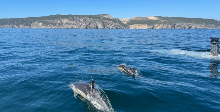 Greyshark im Einsatz bei Repmus. Das Kommunikationssystem basiert auf delfinähnlicher Schallkommunikation, Foto: North.io