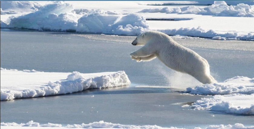 Why does the bear want to get on the iceberg? Photo: US Coast Guard / C. Mendenhhall