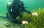 Taucher der Uni-Rostock erforschen Seegraswiesen in der Ostsee. Bild: NDR/Jörn Zahlmann
