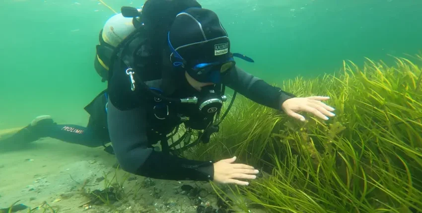 Taucher der Uni-Rostock erforschen Seegraswiesen in der Ostsee. Bild: NDR/Jörn Zahlmann