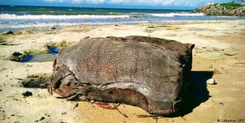 Kautschukblock, brasilianische Küste. Foto: Labomar UFC