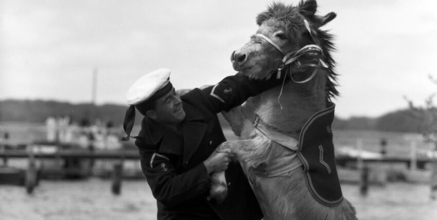 Gute Freunde, aber Seewebel konnte nur einer werden