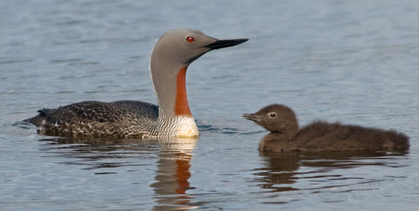 The red-throated diver, here with juvenile, is Seabird of the Year 2024 and threatened by offshore wind farms. Photo: Wikimedia Commons