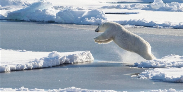 Why does the bear want to get on the iceberg? Photo: US Coast Guard / C. Mendenhhall