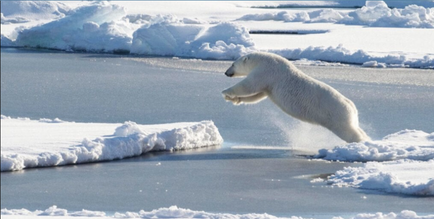 Warum will der Bär auf den Eisberg? Foto: US Coast Guard / C. Mendenhhall
