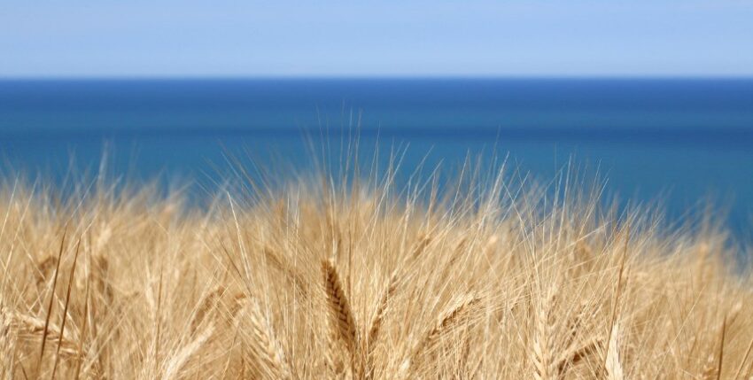Ukraine vor dem Krieg zweitgrößter Getreide-Exporteur der Welt. Wie werden sich die blockierten Seewege auswirken?