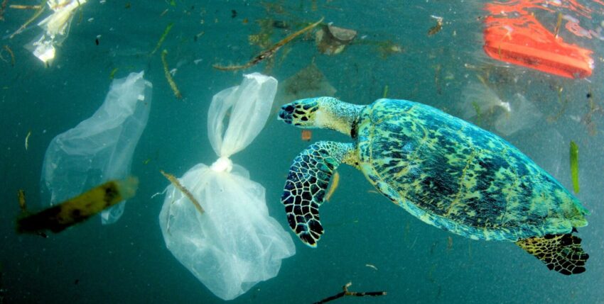 waste-Turtle-plastic-(geovation)